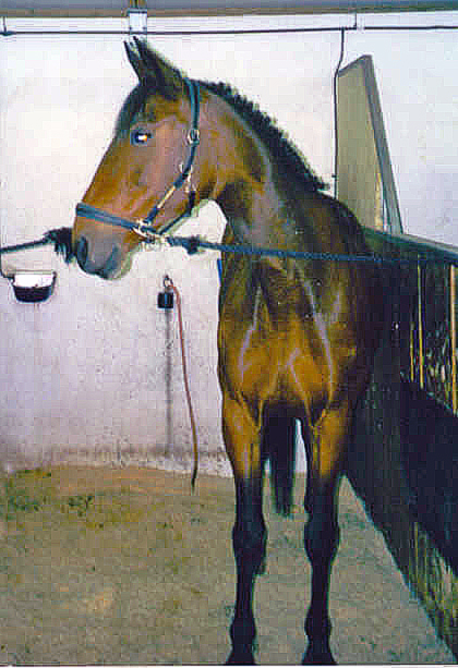 Att anordna en tävling