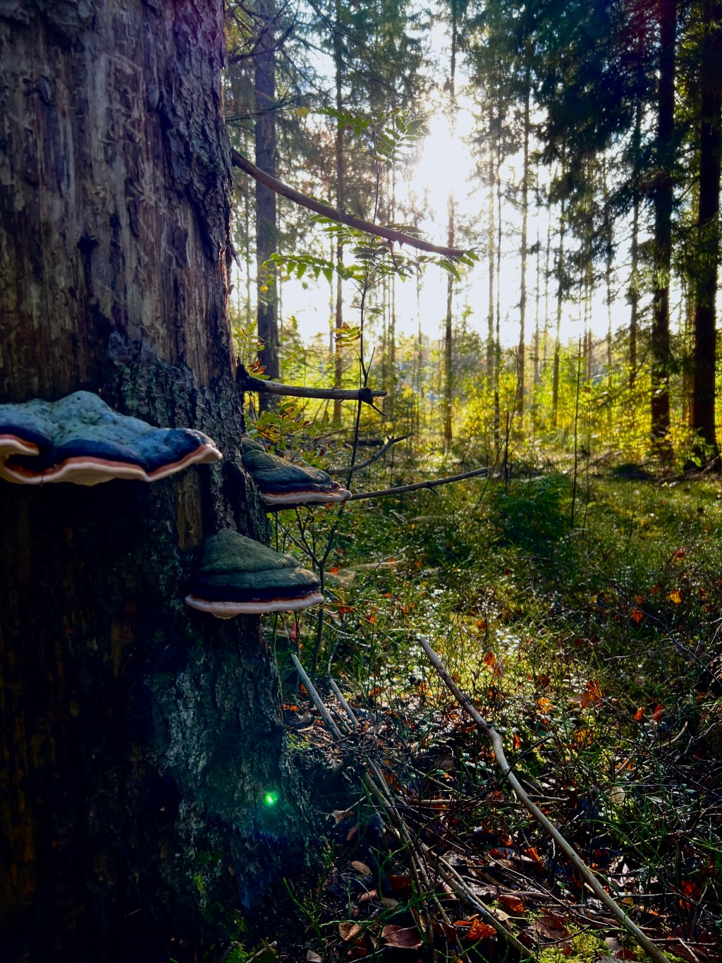 The last talking parrot