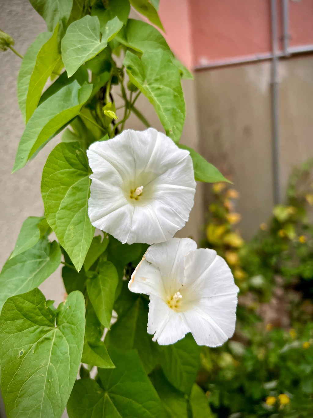 Överhettning av den grå&nbsp;massan