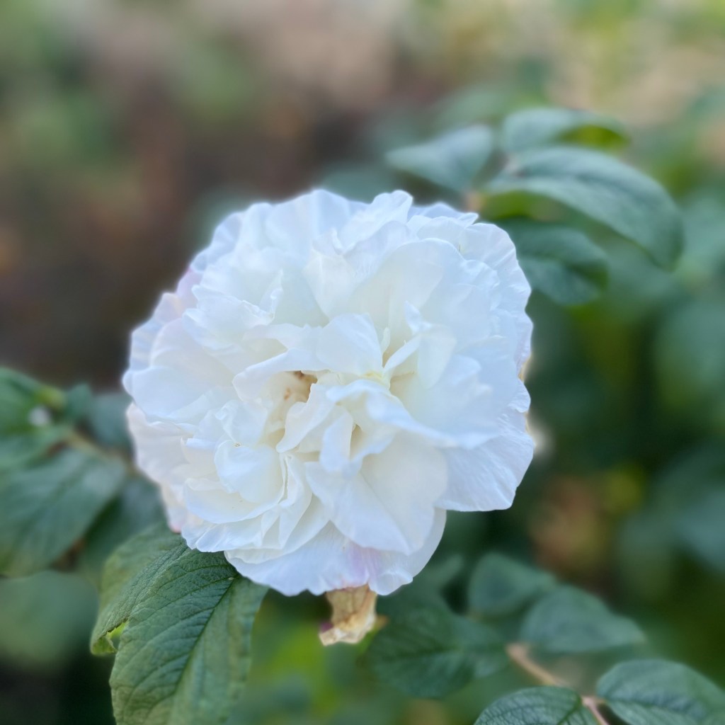 Självhjälp i fritt&nbsp;fall