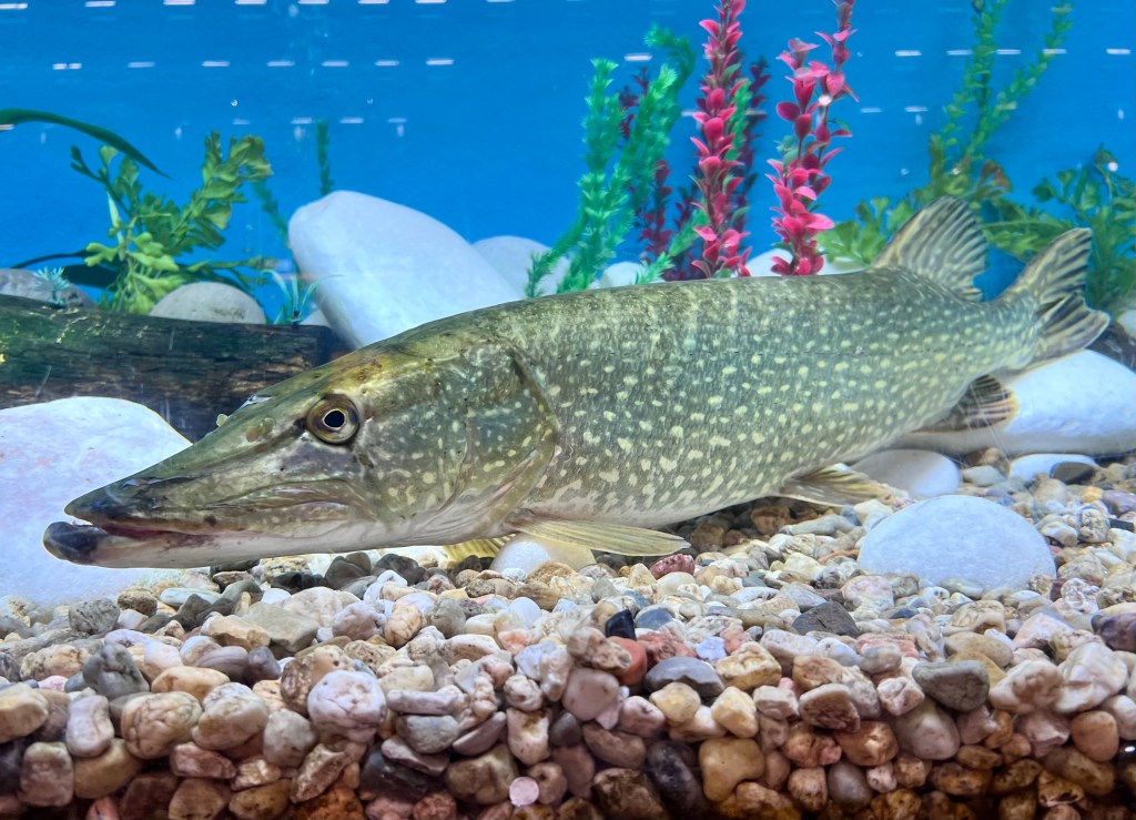 Frisk som en&nbsp;fisk